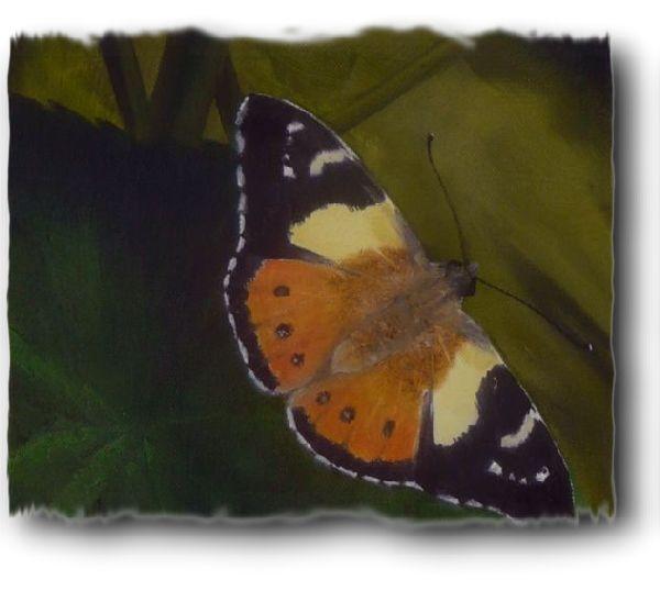 Close Up showing some detail of the Australian Admiral Butterfly in my oil painting