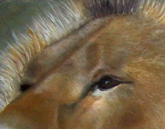Lions at the Melbourne Zoo Demo Oil Painting Eye Close Up