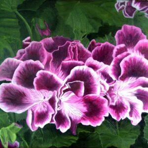 Pelargonium Flower Oil Painting by Artist Garry Purcell