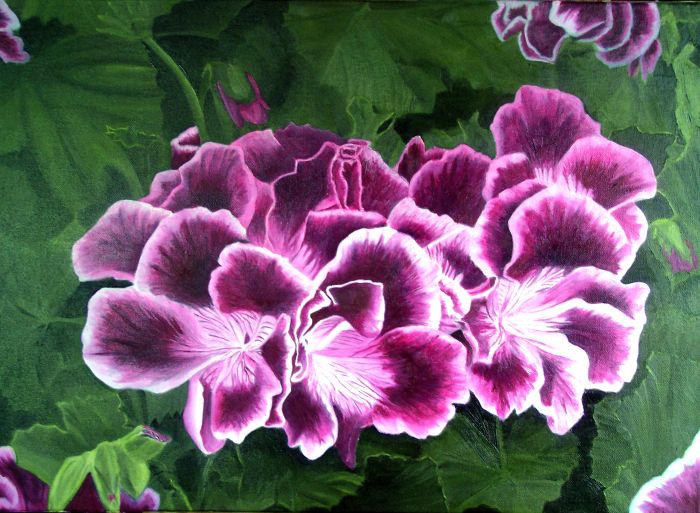 Pelargonium Flower Original Floral Oil Painting by Garry Purcell
