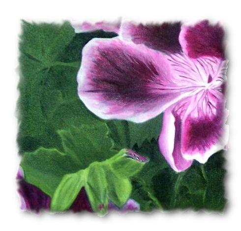 Pelargonium Tirley Garth Crop