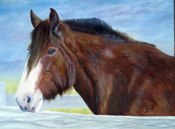 Draught Horse from Churchill Island - original oil painting for sale by Australian Artist Garry Purcell